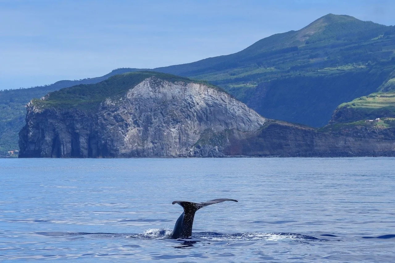 Açores — hub principal ile