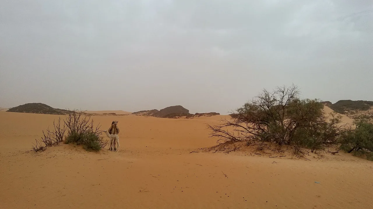 Algérie — guide de voyage