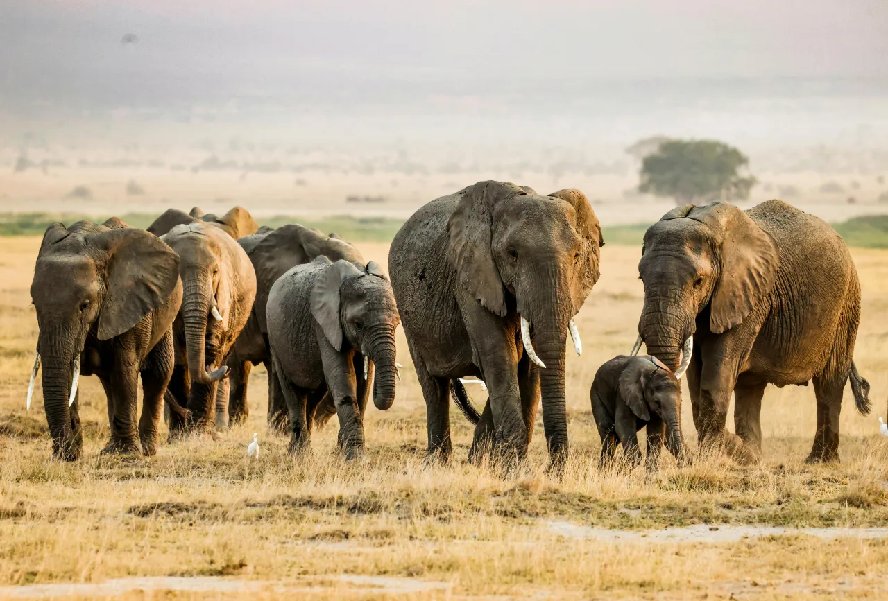 Amboseli — guide de voyage