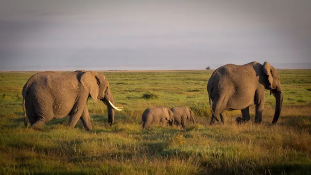 Amboseli — hub principal region