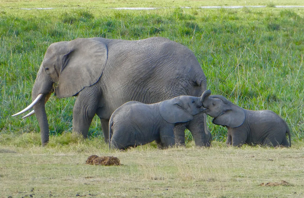 Amboseli — que voir