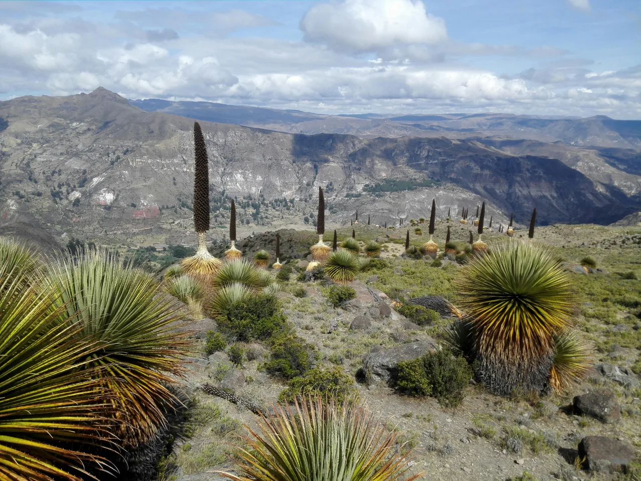 Andes équatoriennes — hub principal region