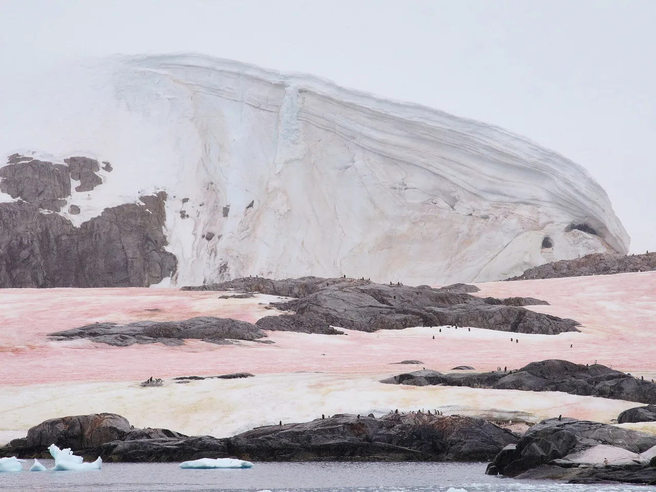 Antarctique — guide de voyage