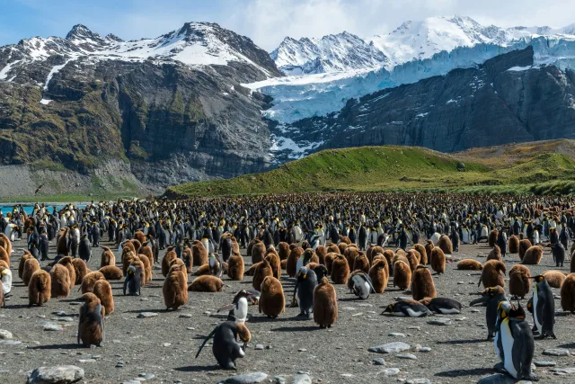 Antarctique — /antarctique/safari/