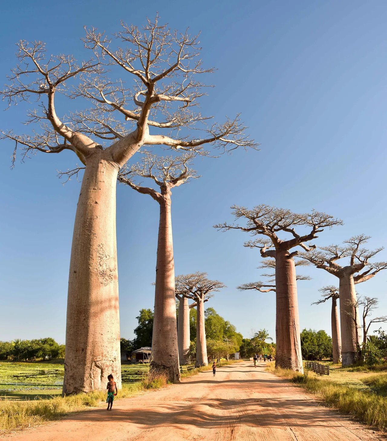 Avenue des Baobabs — guide de voyage