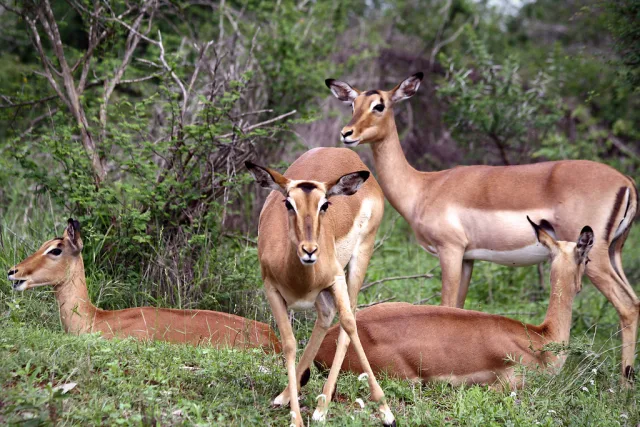 Botswana — /botswana/safari/