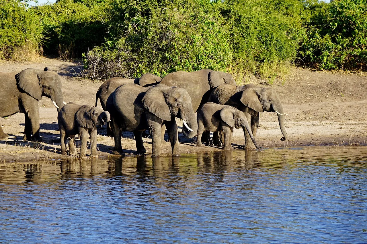 Parc Chobe — ou dormir