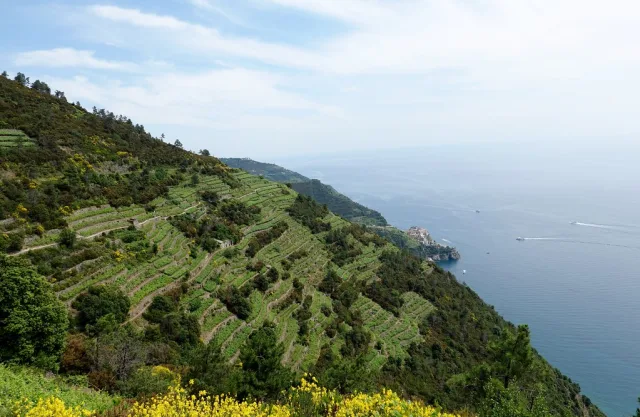 Cinque Terre landscape