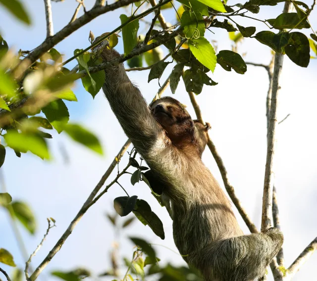 Costa Rica — guide de voyage