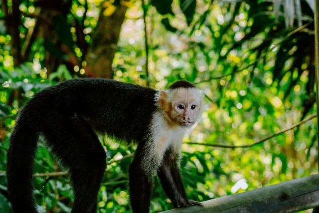 Costa Rica — /costa rica/safari/