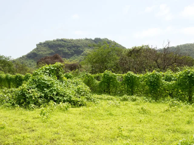 Dhofar — hub principal region