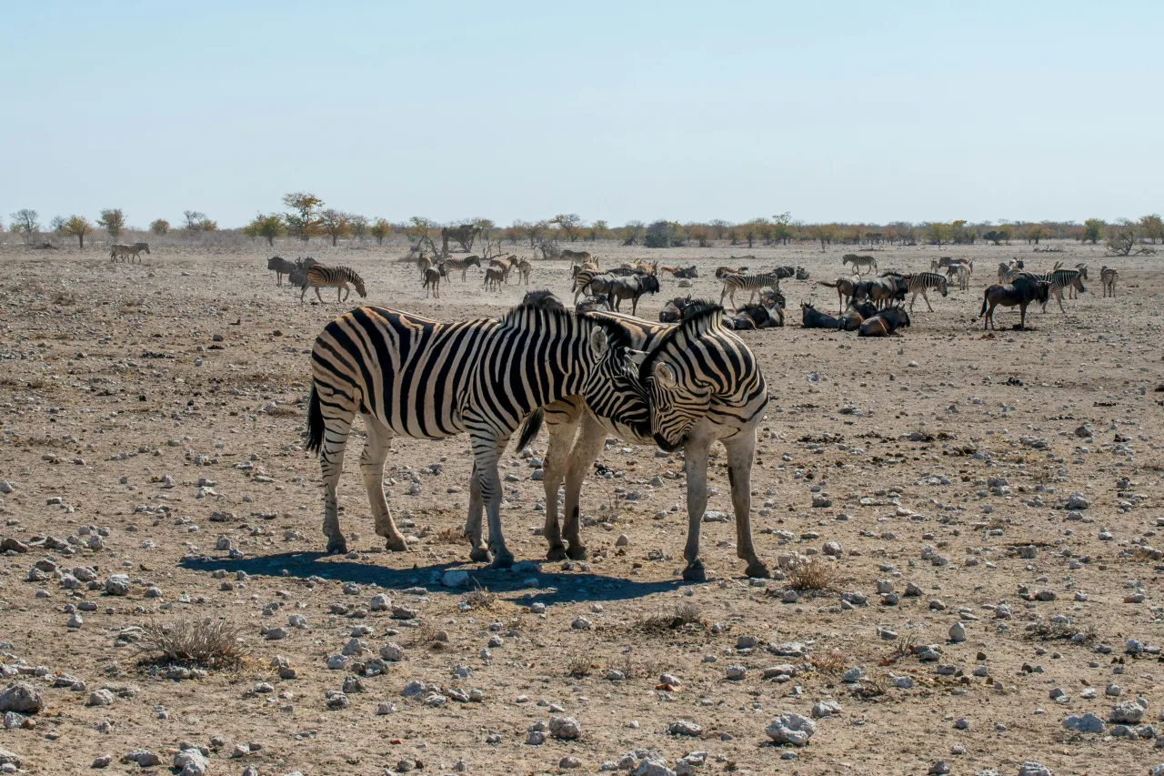 Parc Etosha — guide de voyage