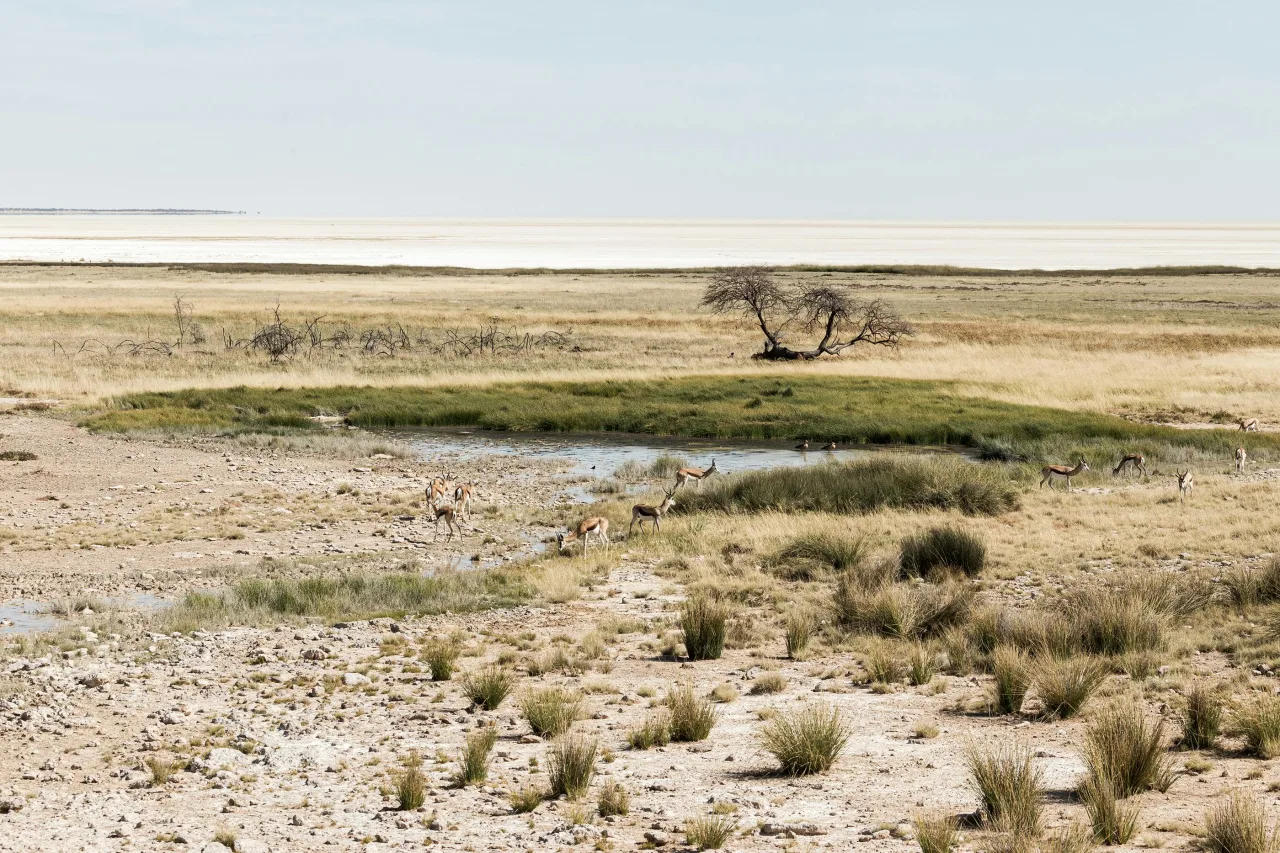 Parc Etosha — hub principal region