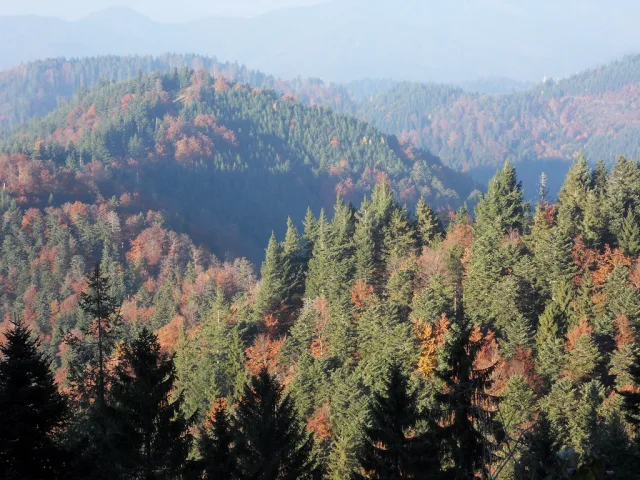 Forêt-Noire — hub principal region