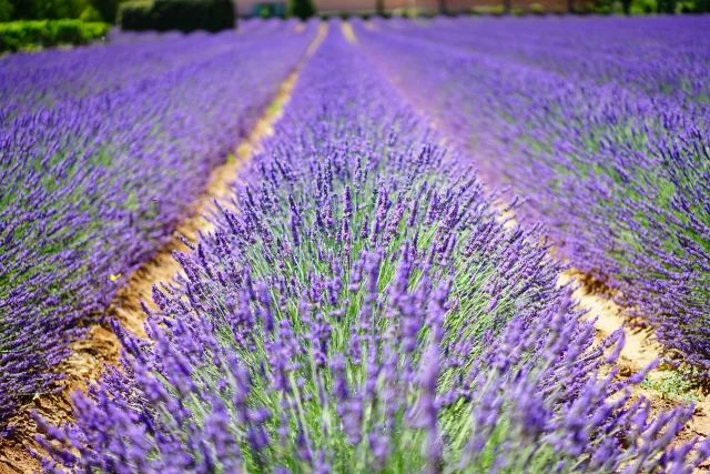 France — guide de voyage
