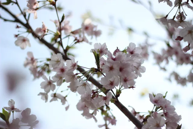 Fleurs de cerisier rose et blanc en pleine floraison sur branches fines par beau temps