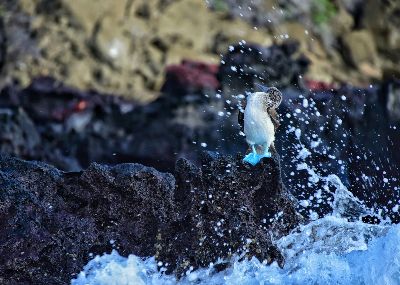 Galápagos — guide de voyage