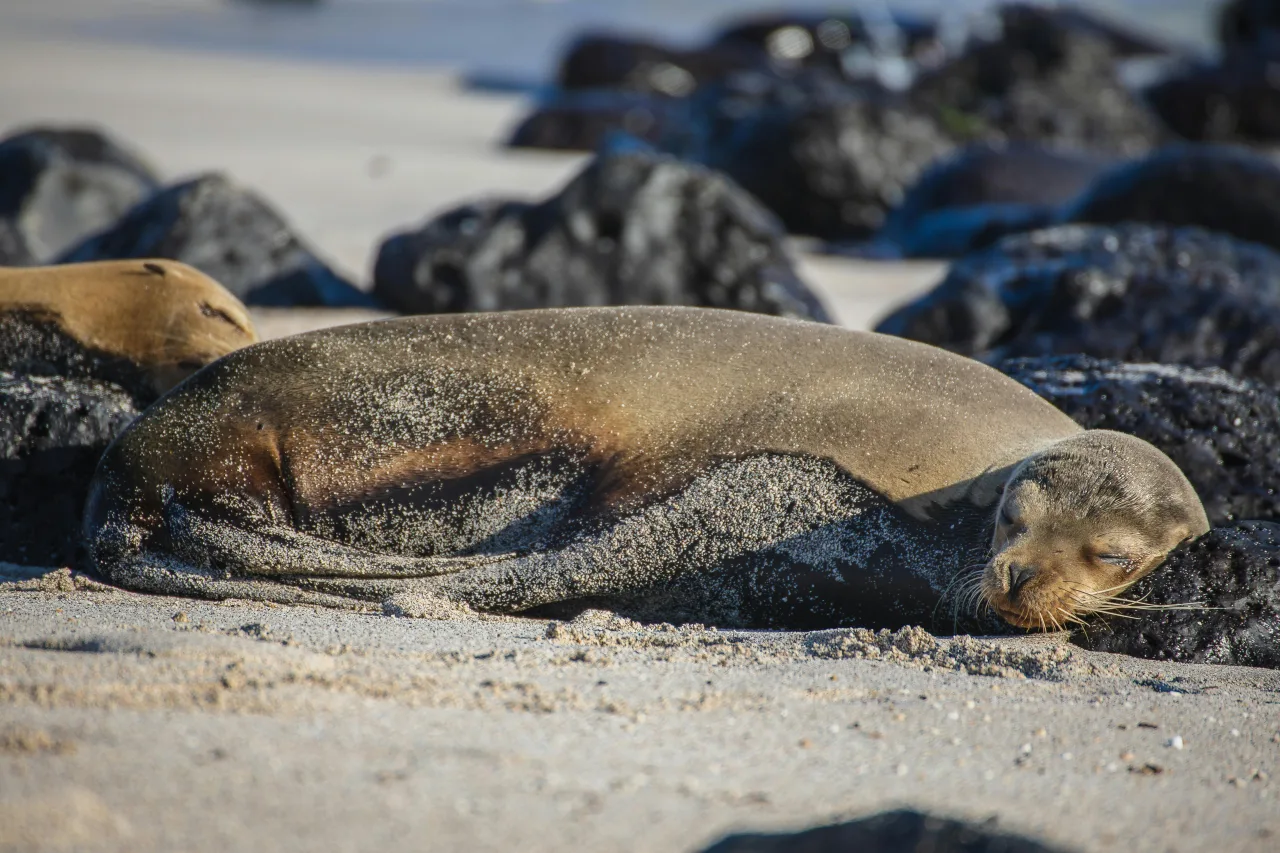 Galápagos — plages