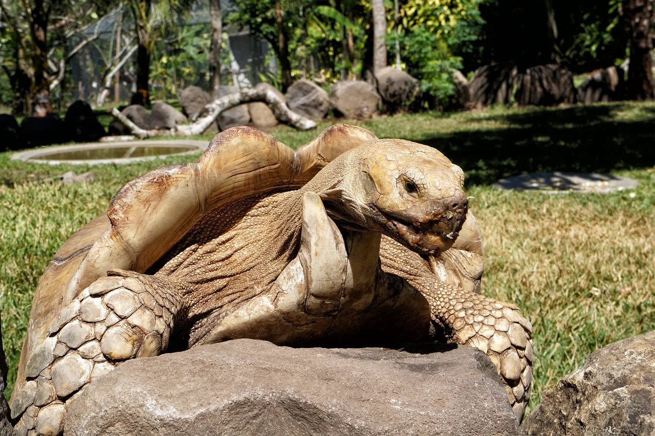 Galápagos — que voir