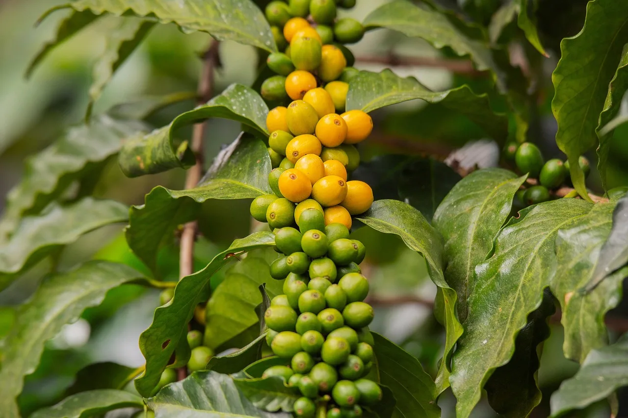 Guatemala — incontournables
