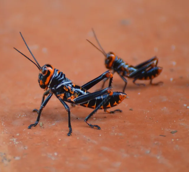 Guyane — top activites