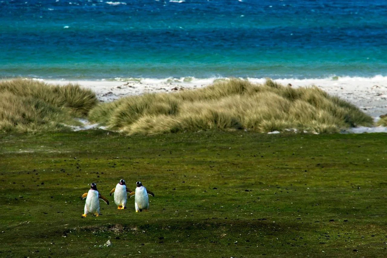 îles Malouines — hub principal pays