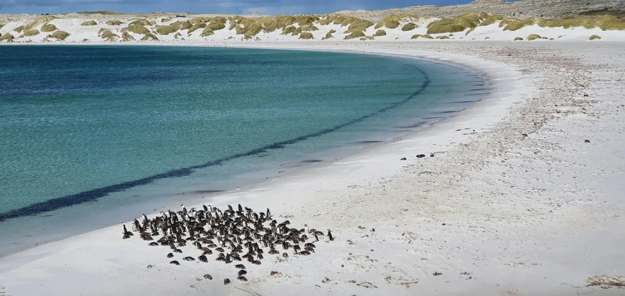 îles Malouines — guide de voyage