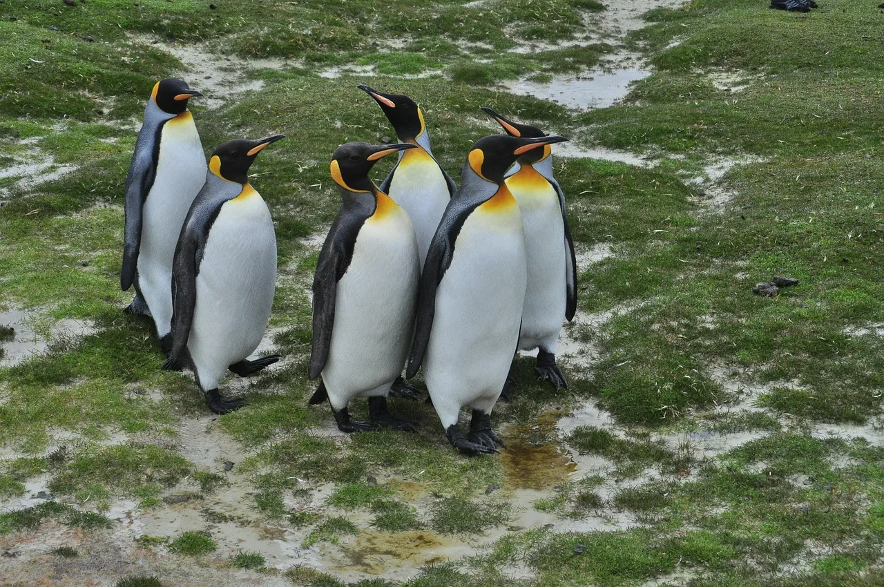 îles Malouines — top activites