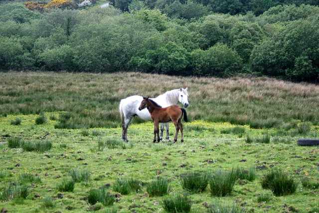 Irlande — parcs nationaux