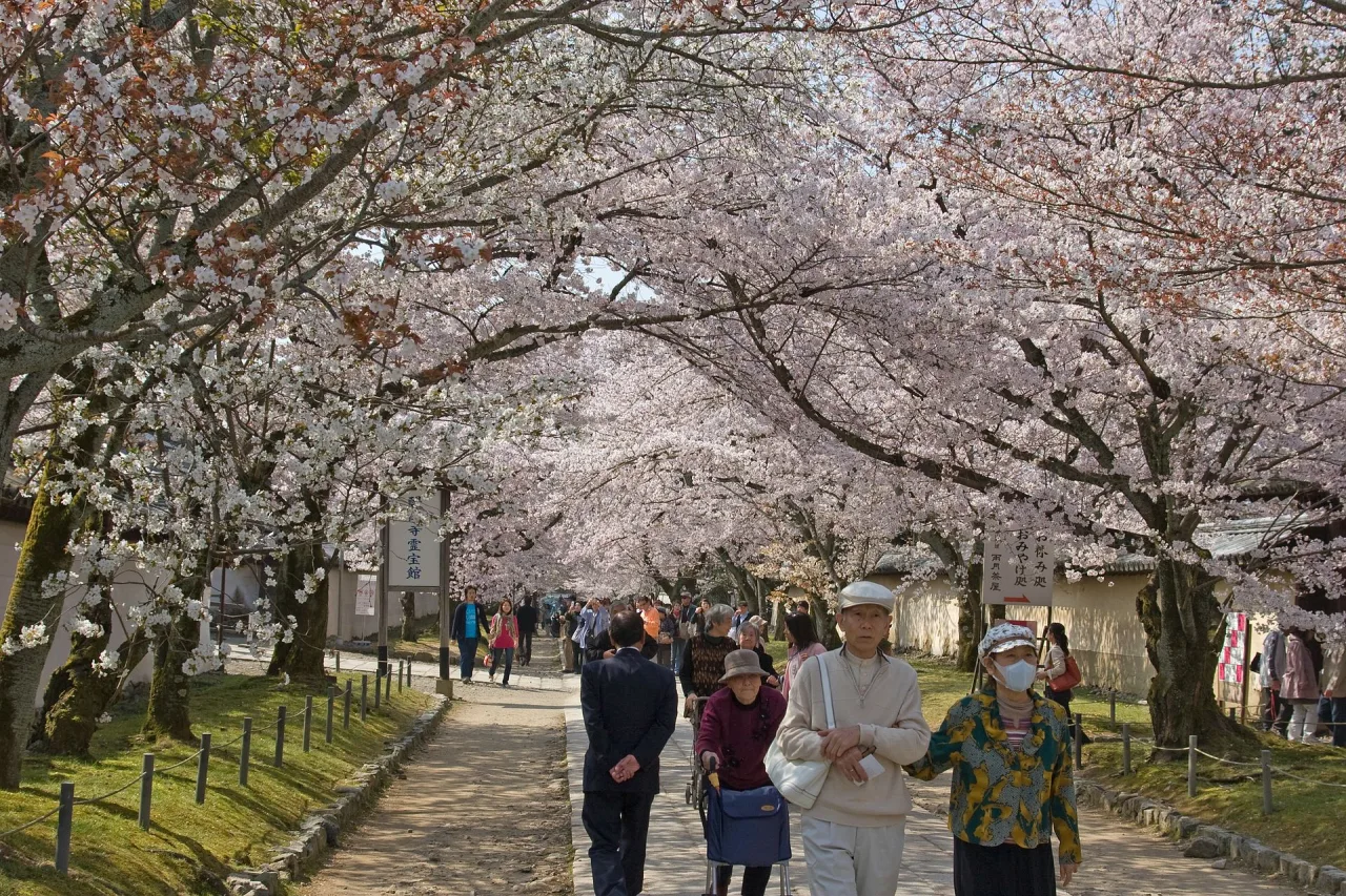 Japan cherry blossom Kyoto temple Japon