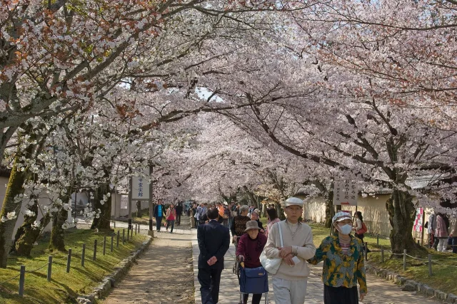 Japan cherry blossom Kyoto temple Japon