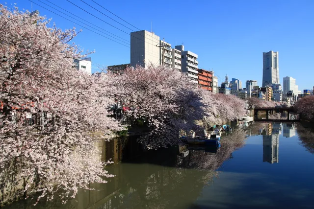Cerisiers en fleur le long d'une rivière urbaine au printemps au Japon avec gratte-ciel en arrière-plan