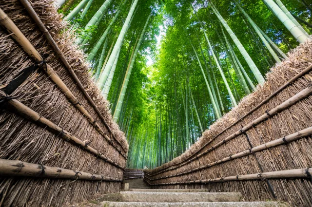 Allée de bambous verts dense avec escaliers en pierre au temple de Kyoto