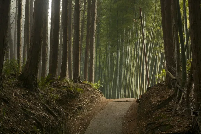 Sentier forestier japonais entouré de grands cèdres alignés dans une atmosphère mystérieuse