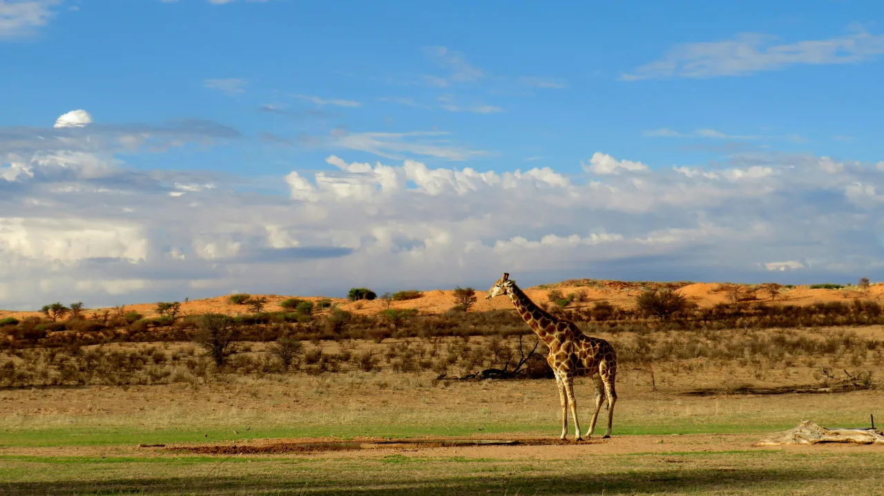Kalahari — guide de voyage