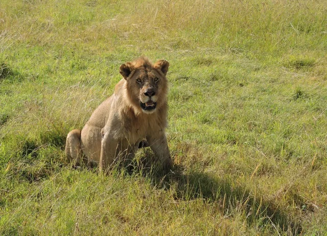 Kenya — /kenya/safari/