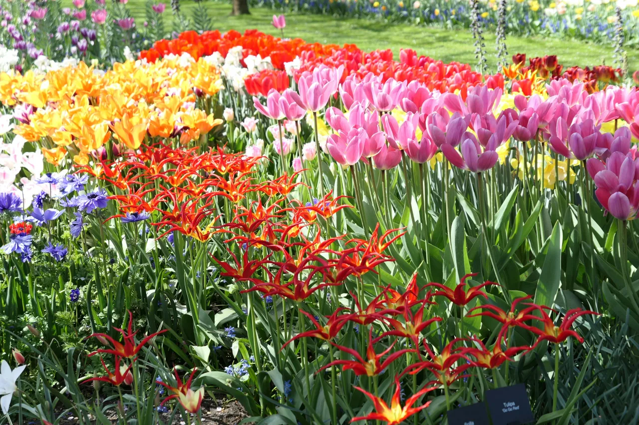 Keukenhof — guide de voyage