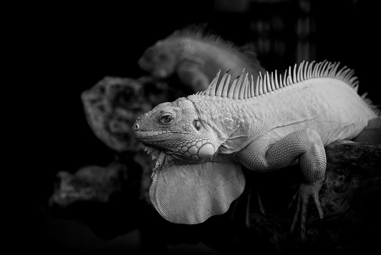 Komodo — que voir