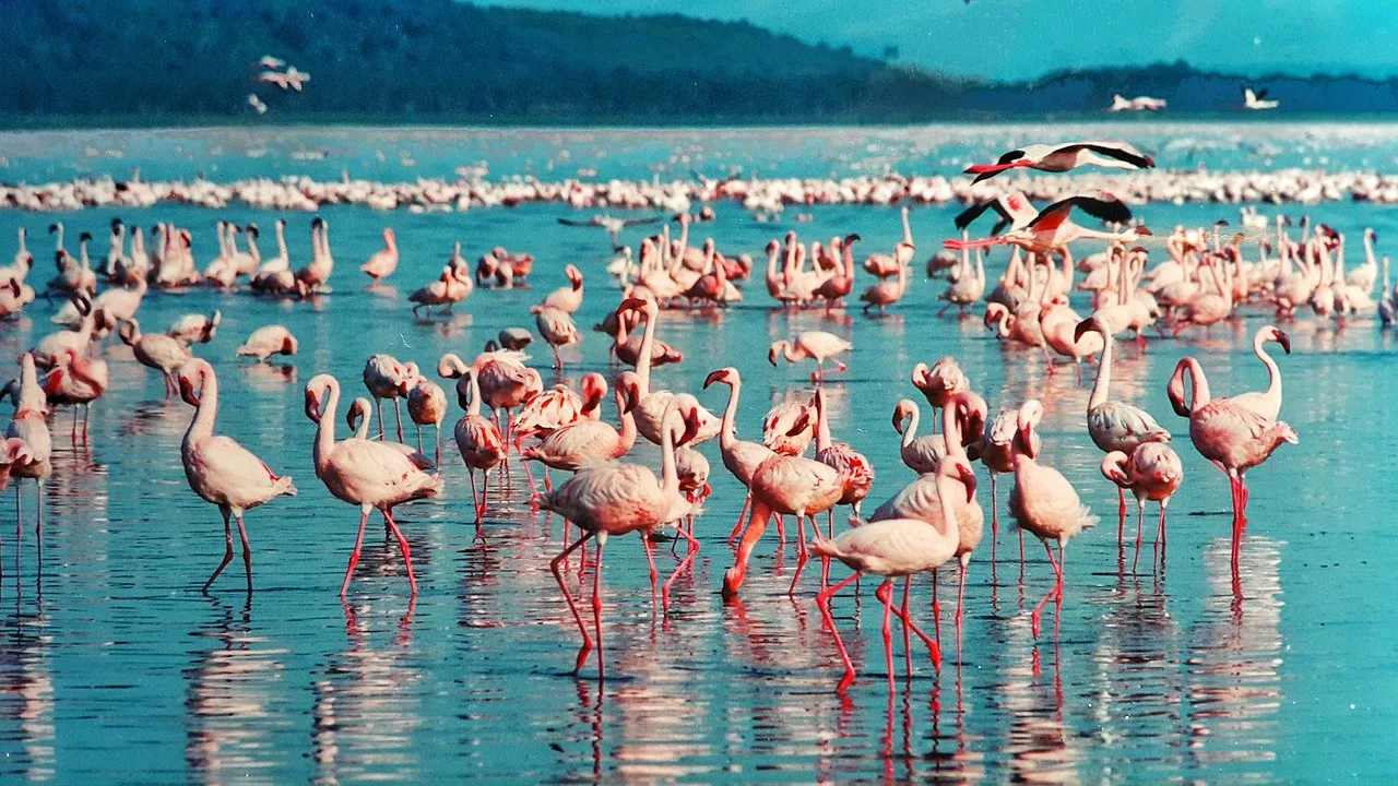 Lac Nakuru — hub principal region