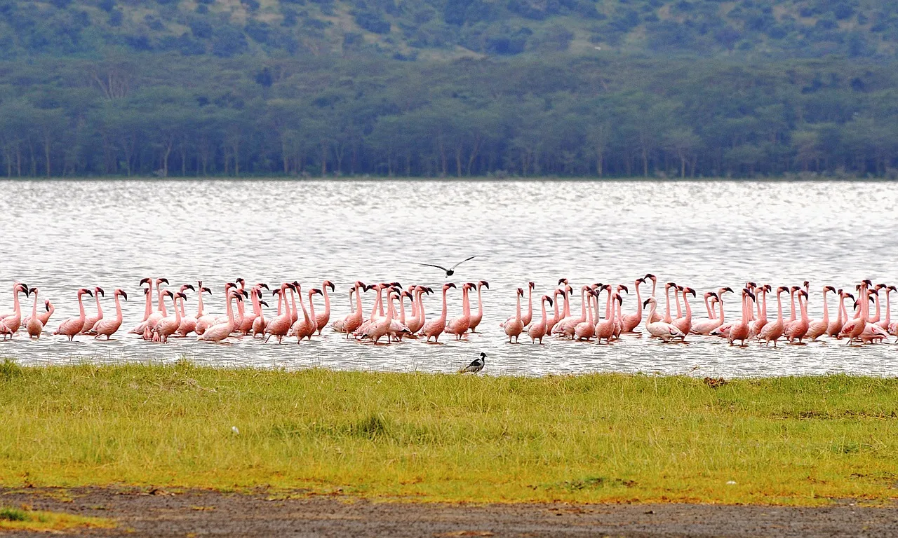 Lac Nakuru — que voir