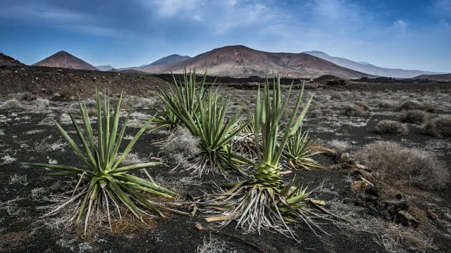 Lanzarote landscape