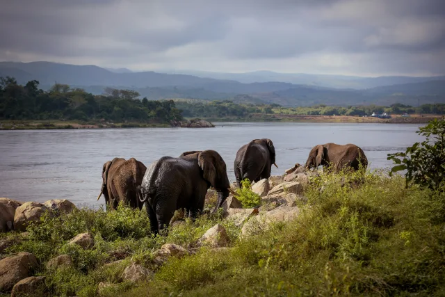 Malawi — /malawi/safari/