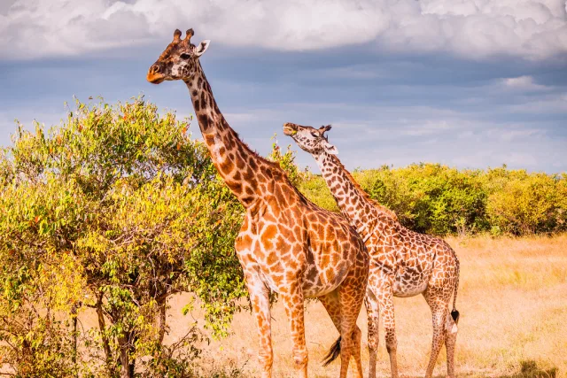 Maasai Mara — hub principal region