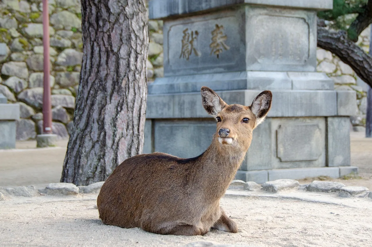Miyajima — ou dormir