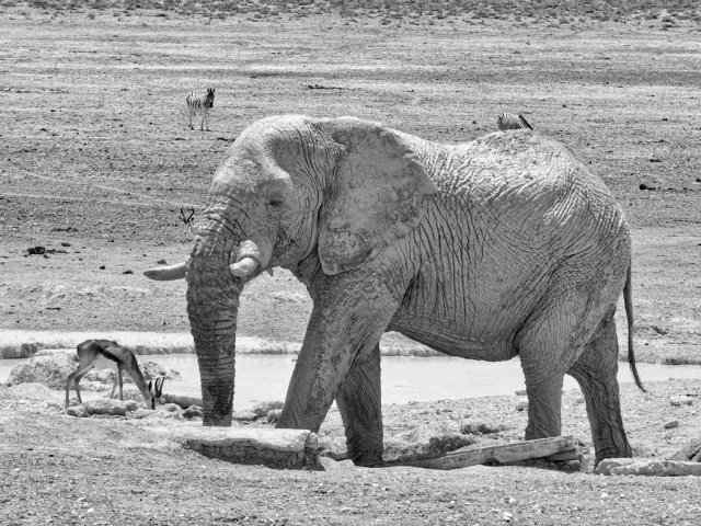 Namibie — /namibie/safari/