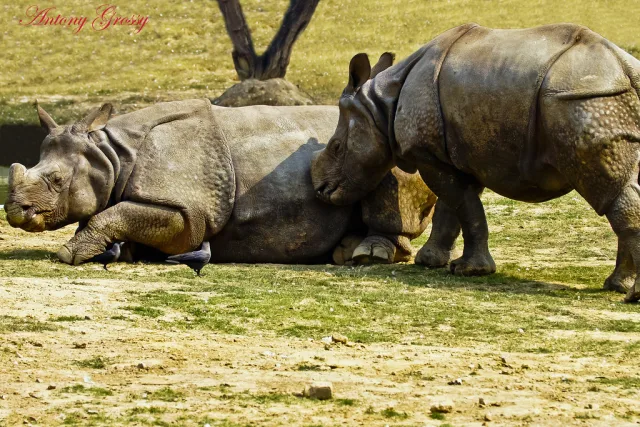 Nepal — /nepal/safari/