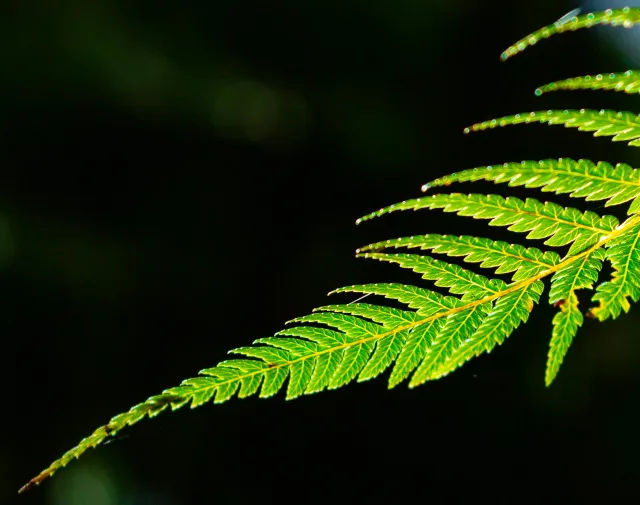 Nouvelle-Zélande — parcs nationaux