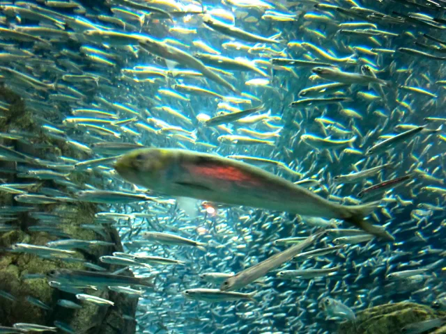Grand saumon entouré de petits poissons dans un aquarium