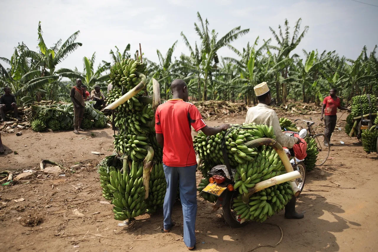Ouganda — incontournables
