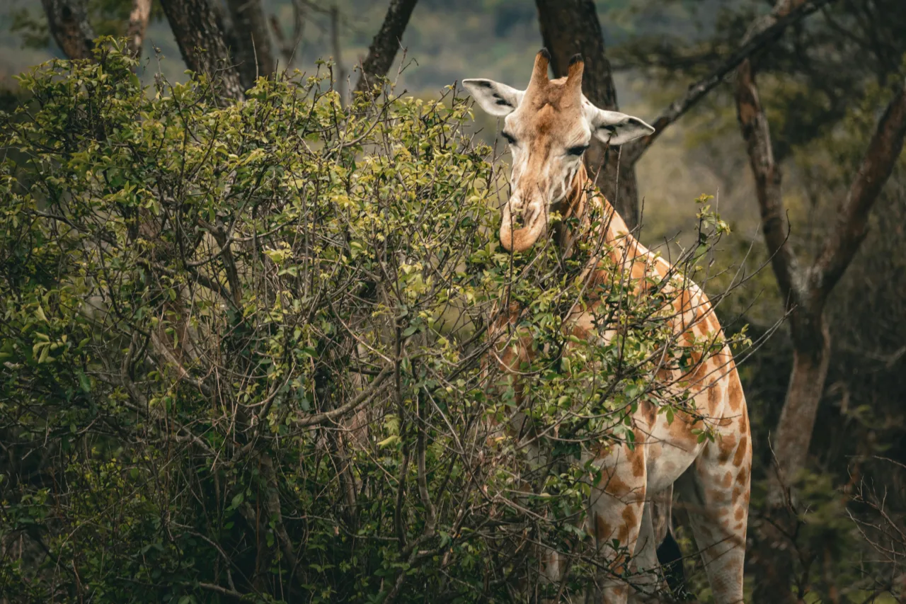 Ouganda — itineraire 15 jours